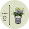 Plant in a Box - Vinca Minor - Set van 2 - Kleine Maagdenpalm - Bloeiende tuinplanten - Pot 17cm - Hoogte 25-40cm