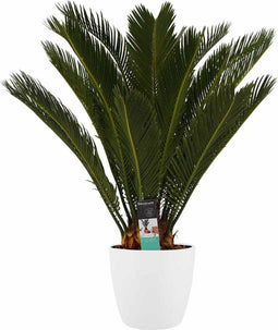 Decorum Cycas Revoluta met Elho brussels white