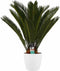 Decorum Cycas Revoluta met Elho brussels white