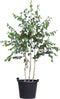 Witte berk meerstammig | Betula utillis | Bomenbezorgd.nl