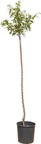 2 stuks! Amandelboom Prunus dulcis 200 cm