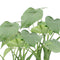 Alocasia Cucullata op stam ↨ 40cm - 2 stuks - hoge kwaliteit planten