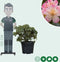 Rhododendron Percy wiseman | Rhododendron 'Percy wiseman' | Bomenbezorgd.nl