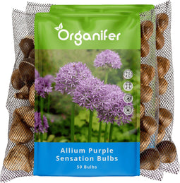 100 Allium Purple Sensation Bollen - Allium Bloembollen - Allium Bollen - Biologische Bloembollen - Zomerbollen - (XXL Bloembollen formaat 12/+ cm) - Organifer