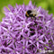 100 Allium Purple Sensation Bollen - Allium Bloembollen - Allium Bollen - Biologische Bloembollen - Zomerbollen - (XXL Bloembollen formaat 12/+ cm) - Organifer