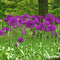 100 Allium Purple Sensation Bollen - Allium Bloembollen - Allium Bollen - Biologische Bloembollen - Zomerbollen - (XXL Bloembollen formaat 12/+ cm) - Organifer
