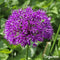 100 Allium Purple Sensation Bollen - Allium Bloembollen - Allium Bollen - Biologische Bloembollen - Zomerbollen - (XXL Bloembollen formaat 12/+ cm) - Organifer