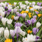 100 Krokussen Bloembollen - Bloembollen Krokus - Krokus - Bloembollen Mix - Biologische Bloembollen - Zomerbollen - (XXL Bloembollen Formaat 8/9 cm) - Organifer