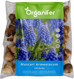 100 Muscari Armeniacum Bollen - Muscari Bloembollen - Biologische Bloembollen - Zomerbollen - Lente Bloemen - (XXL Bloembollen formaat 9/10 cm) - Organifer
