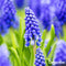 100 Muscari Armeniacum Bollen - Muscari Bloembollen - Biologische Bloembollen - Zomerbollen - Lente Bloemen - (XXL Bloembollen formaat 9/10 cm) - Organifer