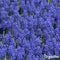 100 Muscari Armeniacum Bollen - Muscari Bloembollen - Biologische Bloembollen - Zomerbollen - Lente Bloemen - (XXL Bloembollen formaat 9/10 cm) - Organifer