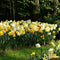 100 Narcissen Bloembollen - 6 Elegante Soorten - Bloembollen Narcis - Narcis Bollen - Biologische Bloembollen Mix - (XXL Bloembollen formaat 12/ 14 cm) - Organifer