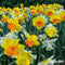 100 Narcissen Bloembollen - 6 Elegante Soorten - Bloembollen Narcis - Narcis Bollen - Biologische Bloembollen Mix - (XXL Bloembollen formaat 12/ 14 cm) - Organifer