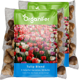 100 Tulpenbollen - 5 Kleurrijke Soorten - Bloembollen Tulpen - Tulpen Bollen - Biologische Bloembollen Mix - (XXL Bloembollen formaat 12 cm/+) - Organifer
