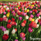 100 Tulpenbollen - 5 Kleurrijke Soorten - Bloembollen Tulpen - Tulpen Bollen - Biologische Bloembollen Mix - (XXL Bloembollen formaat 12 cm/+) - Organifer