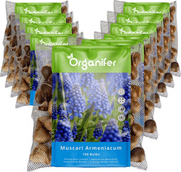 1000 Muscari Armeniacum Bollen - Muscari Bloembollen - Biologische Bloembollen - Zomerbollen - Lente Bloemen - (XXL Bloembollen formaat 9/10 cm) - Organifer