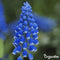 1000 Muscari Armeniacum Bollen - Muscari Bloembollen - Biologische Bloembollen - Zomerbollen - Lente Bloemen - (XXL Bloembollen formaat 9/10 cm) - Organifer