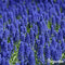 1000 Muscari Armeniacum Bollen - Muscari Bloembollen - Biologische Bloembollen - Zomerbollen - Lente Bloemen - (XXL Bloembollen formaat 9/10 cm) - Organifer