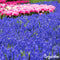 1000 Muscari Armeniacum Bollen - Muscari Bloembollen - Biologische Bloembollen - Zomerbollen - Lente Bloemen - (XXL Bloembollen formaat 9/10 cm) - Organifer