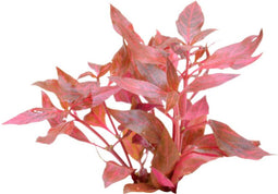 Easy grow 3 alternanthera cardinalis variegata