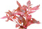 Easy grow 3 alternanthera cardinalis variegata