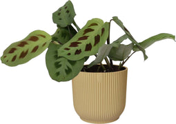 Maranta leuconeura ‘Kerchoveana’ in ELHO sierpot Vibes Fold (botergeel) ↨ 20cm - hoge kwaliteit planten