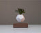 LYFE Planter – Zwevende plant – Walnoot hout