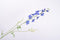 Silk-ka Kunstbloem-Zijden Bloemen Delphinium Tak Blauw 101 cm Per 2 Stuks