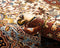 Vidal 190x118 Ghom Carpet
