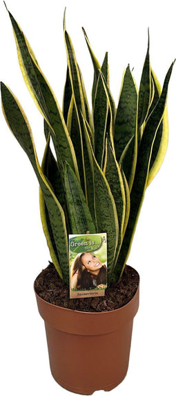 Sansevieria trifasciata 'Laurentii' ↨ 60cm - hoge kwaliteit planten