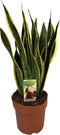 Sansevieria trifasciata 'Laurentii' ↨ 60cm - hoge kwaliteit planten