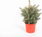 Kerstboom Picea pungens Super Blue ↨ 60cm - hoge kwaliteit planten
