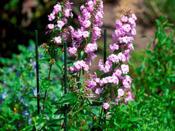 Kunststof plantenstok H120 cm dia. 11mm