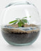 Biodome Biophytum - Terrarium - 17 cm