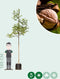 Gewone walnotenboom | Juglans regia 10-14 cm | Bomenbezorgd.nl