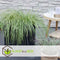 Plant in a Box - Carex hachijoensis 'Evergold' - Set van 3 - Winterhard siergras groenblijvend - Pot 14cm - Hoogte 25-35cm