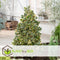 Plant in a Box - Ilex Golden King - Set van 2 - Groenblijvende tuinplant - kleur uw herfst- en wintertuin - Pot 17cm - Hoogte 25-35cm