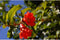 Granaatappelboom Punica granatum h 130 cm st. omtrek 12cm