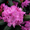 Rhododendron Roseum elegans | Rhododendron 'Roseum elegans' | Bomenbezorgd.nl