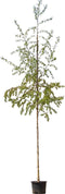 Ruwe berk | Betula pendula 10-14 cm | Bomenbezorgd.nl