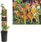 3 stuks - Van der starre - Klimplant Lonicera heckrottii American...