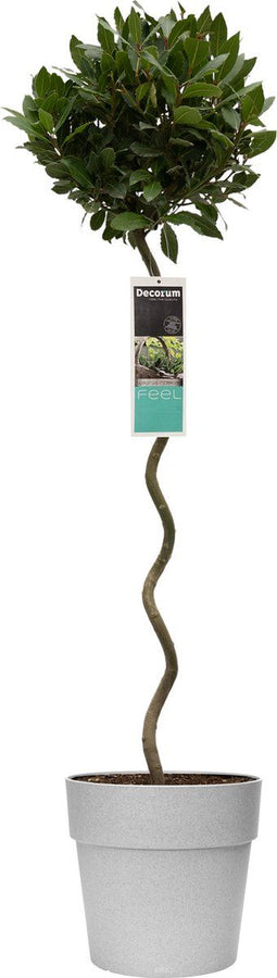 Goed & Groen - Decorum Laurus nobilis (in spiraalvorm) in ELHO Vibia sierpot voor buiten -↨ 120cm - Potmaat 30cm - Kwaliteit Planten - Tuin Plant - Tuinplantenplanten - Sfeer