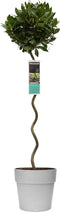 Goed & Groen - Decorum Laurus nobilis (in spiraalvorm) in ELHO Vibia sierpot voor buiten -↨ 120cm - Potmaat 30cm - Kwaliteit Planten - Tuin Plant - Tuinplantenplanten - Sfeer