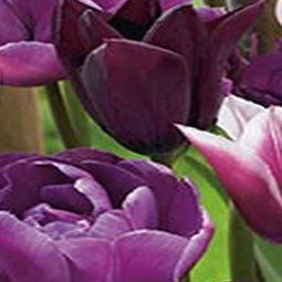 3 stuks - JUB - Tulipa Blueberry mix 12 bollen