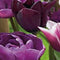 3 stuks - JUB - Tulipa Blueberry mix 12 bollen