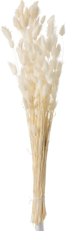 J-Line droogbloemen - droogboeket - bundel pluim - gedroogd gras - ecru - small - woonaccessoires