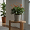 Plant in a Box - Calathea Crocata - Luchtzuiverend - Set van 2 kamerplanten - Pot 14cm - Hoogte 40-50cm