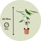 Plant in a Box - Alocasia Zebrina - Set van 2 - Olifantsoor - Kamerplant - Pot 17cm - Hoogte 50-60cm