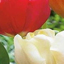 3 stuks - JUB - Tulipa Triumph mix 8 bollen