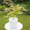 Plant in a Box - Acer palmatum 'Moonrise' - Japanse esdoorn Winterhard - Pot 19cm - Hoogte 40-50cm